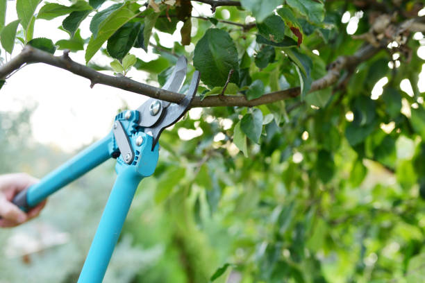 Best Affordable Tree Service  in Midwest City, OK